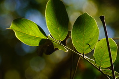 Dalbergia granadillo