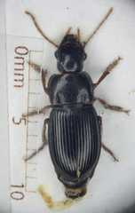 Harpalus latus