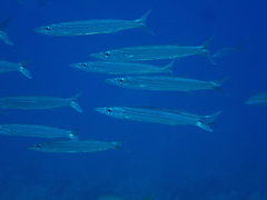 Sphyraena borealis