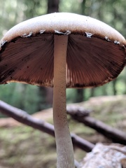 Psathyrella longipes image