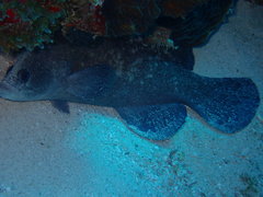 Rypticus saponaceus