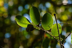 Dalbergia granadillo