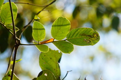Dalbergia granadillo