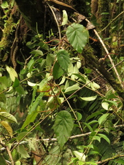 Gobenia