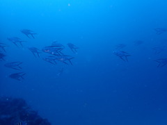 Trachinotus goodei