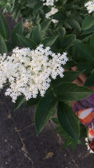 Sambucus nigra