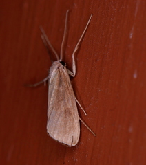 Rupela tinctella