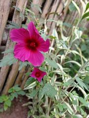 Hibiscus