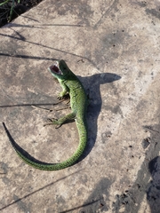Lacerta agilis