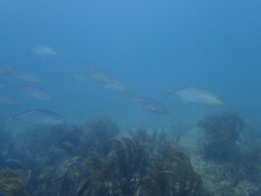 Caranx ruber