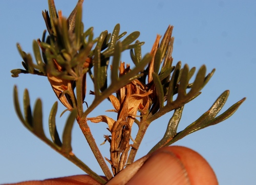Image of Chascanum pinnatifidum by (c) Tony Rebelo, some rights reserved (CC BY-SA)