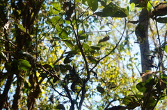 Dalbergia granadillo