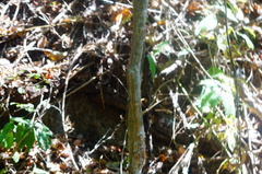 Dalbergia granadillo