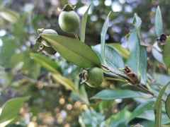 Myrceugenia planipes
