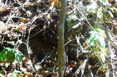 Dalbergia granadillo