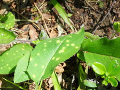 Entyloma hieracii