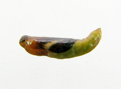 Nymphidium lisimon