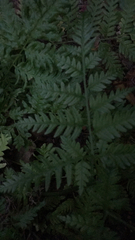 Pteris tremula