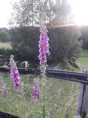 Digitalis purpurea