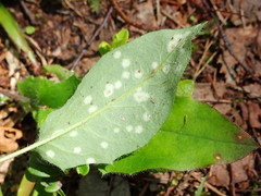 Entyloma hieracii