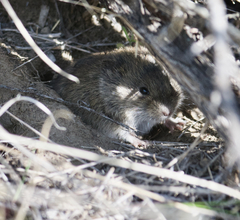 Microtus montanus