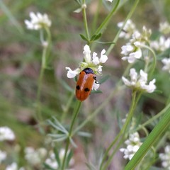 Clytra quadripunctata