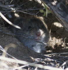 Microtus montanus