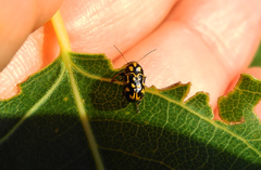 Pachybrachis tessellatus
