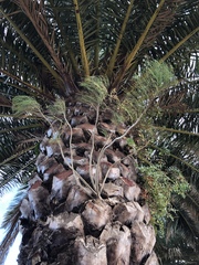 Sonchus leptocephalus