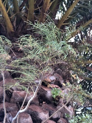 Sonchus leptocephalus