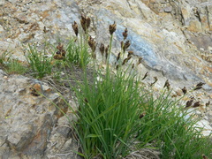 Carex paysonis
