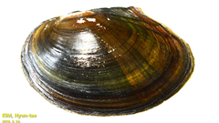 Sinanodonta lauta