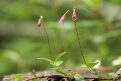 Linnaea borealis longiflora