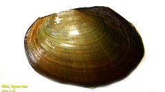 Sinanodonta lauta
