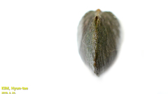 Nodularia douglasiae