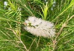 Melaleuca armillaris