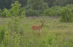 Capreolus