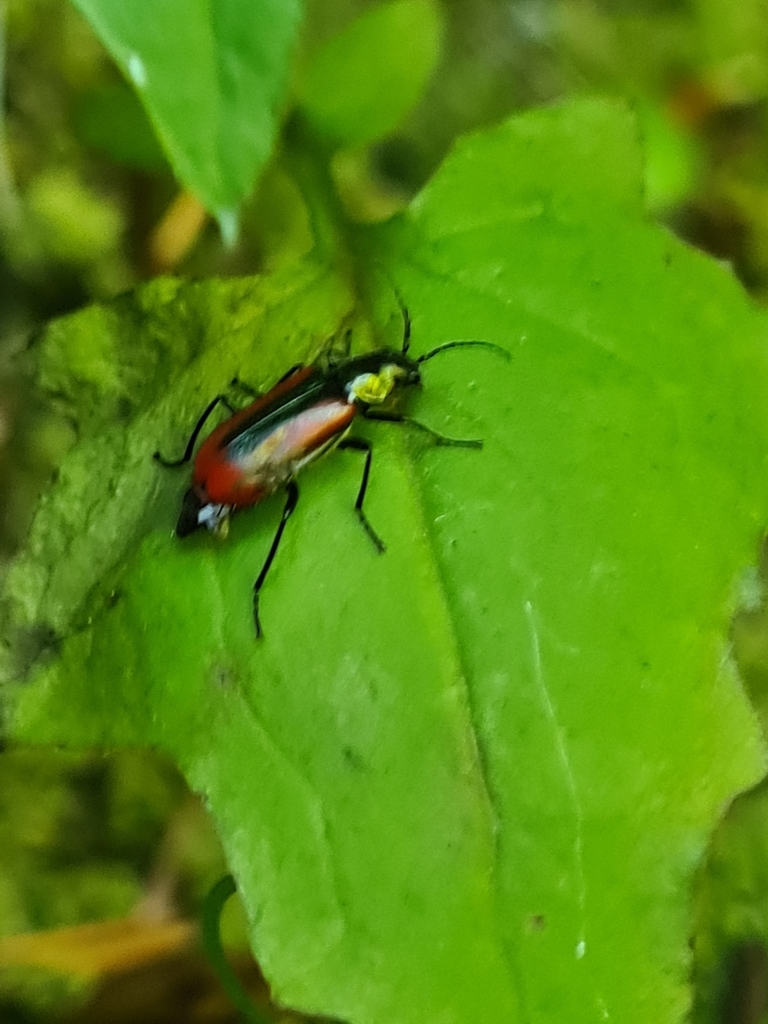 Malachius rubidus