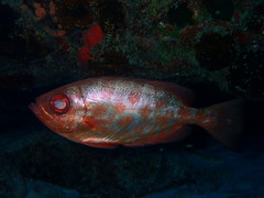 Heteropriacanthus cruentatus