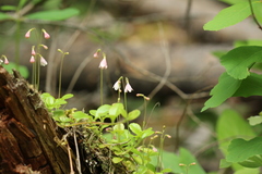 Linnaea borealis longiflora
