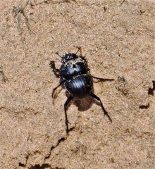 Glyphoderus