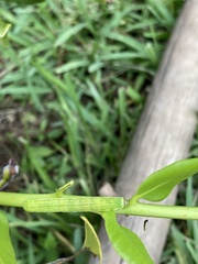 Callopistria floridensis