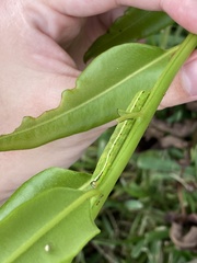 Callopistria floridensis
