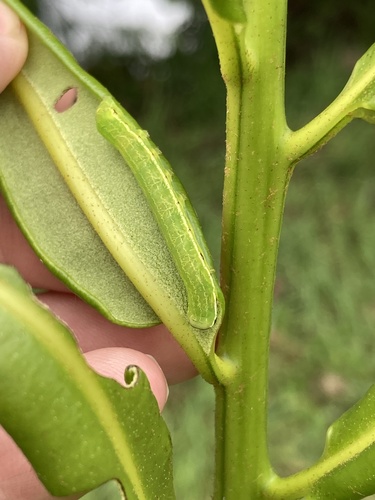 Florida Fern Moth photo 4