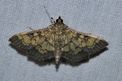 Diacme elealis