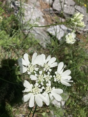 Orlaya grandiflora