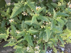 Solanum carolinense