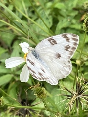 Pontia protodice