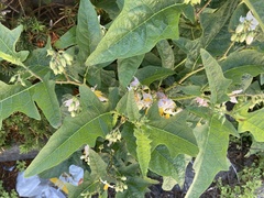 Solanum carolinense