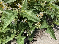 Solanum carolinense